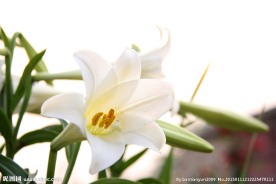 百合花