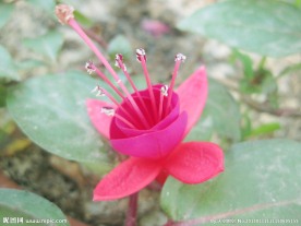 灯笼花