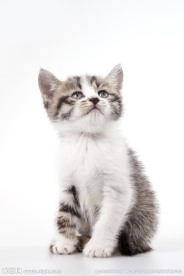 猫咪