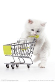 猫咪