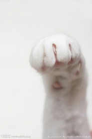 猫爪