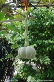 奇花异果