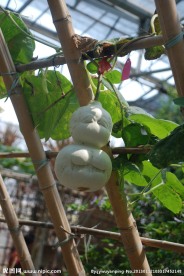 奇花异果