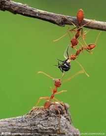 三只蚂蚁接力运输食物