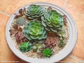 景天植物精美拼盘