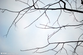干树枝