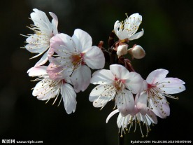 野樱桃花