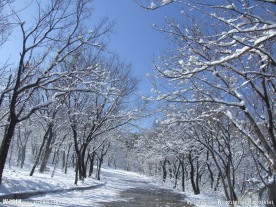 雪景