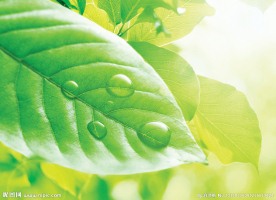 树叶图片
