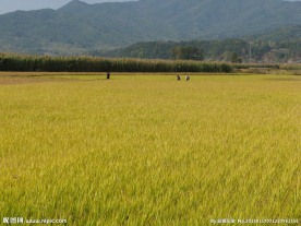 丰收 田野