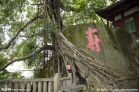 于山风景区古榕树