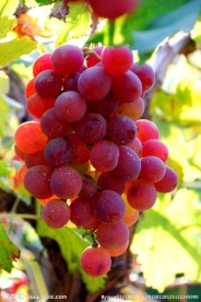 红提葡萄