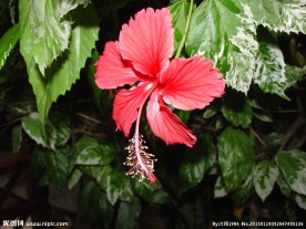 扶桑花