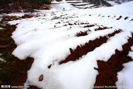 大雪压菜田