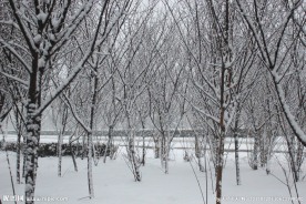 雪地树林