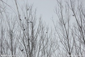 喜鹊闹枝头