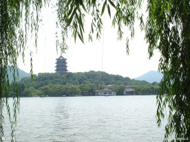 岸边的树