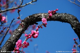 梅花