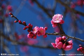 梅花