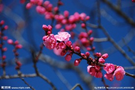 梅花