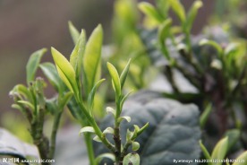 茶叶嫩芽