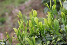 茶树茶叶