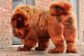 中华藏獒