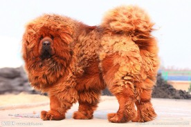 中华藏獒