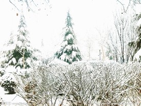 雪景