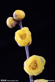 腊梅花