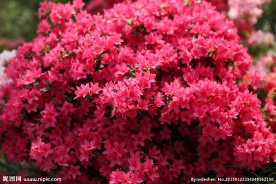 杜鹃花