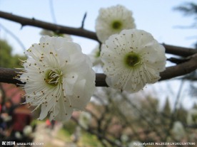 梅花