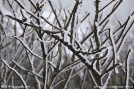 附着雪的树枝