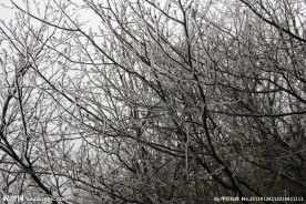 雪树
