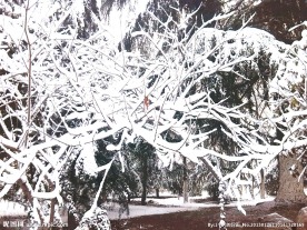 雪景图