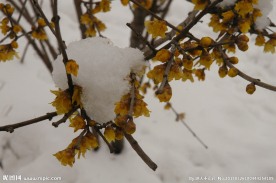 大雪