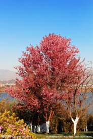 樱花树