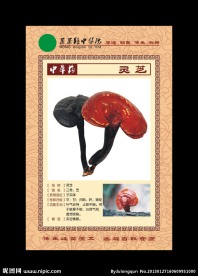 中草药简介 灵芝