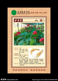 中草药 人参