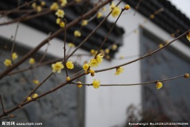 蜡梅花