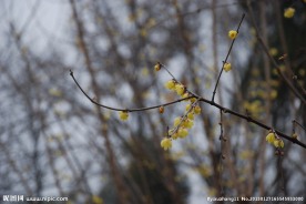 蜡梅花