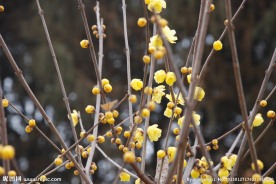 蜡梅