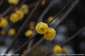 蜡梅
