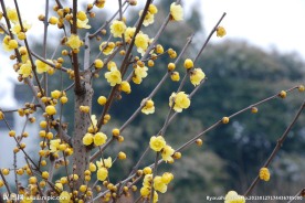 蜡梅
