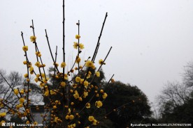 蜡梅