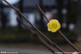 蜡梅花