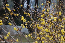 蜡梅花