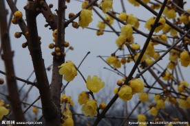 蜡梅