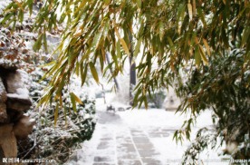 公园雪后竹子