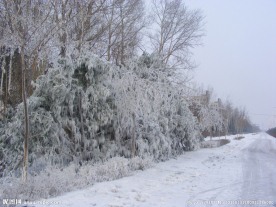 冰雪雾凇图片